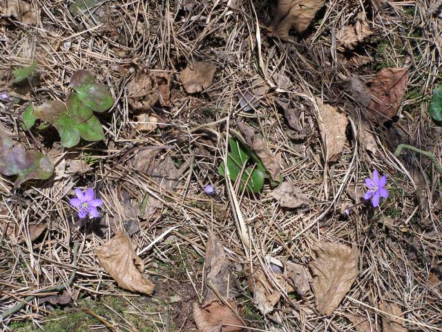 Kvetoucí podléšky 15.3.2011 na Tisovníku